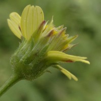 Bidens biternata (Lour.) Merr. & Sherff